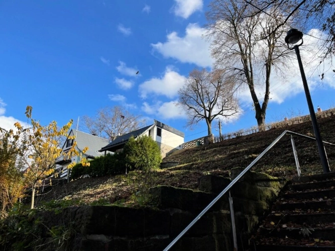 Frisch gerodet (1)