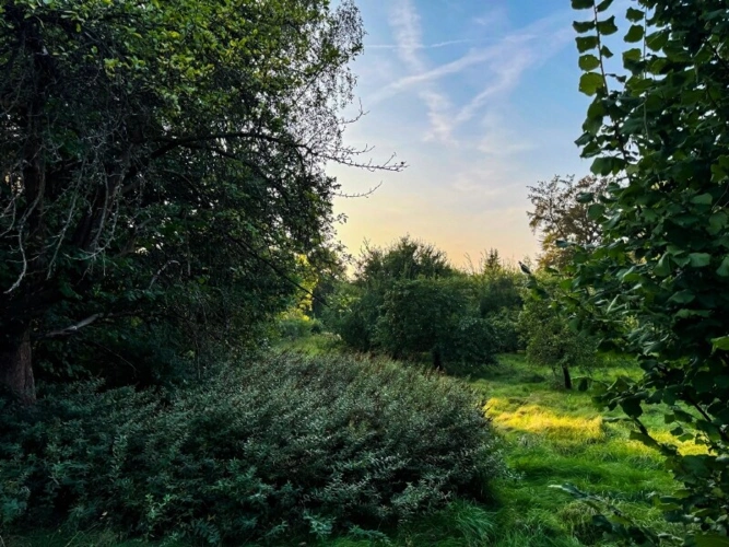 Platz zum Grasen (2)