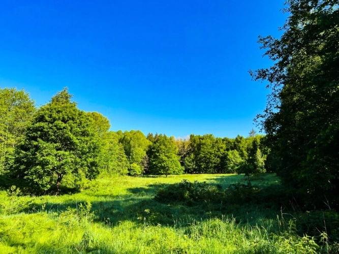 Ihre Wiese im Wald (1)