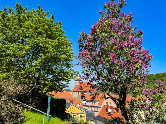 Blick vom Gartenhaus zur Stadt