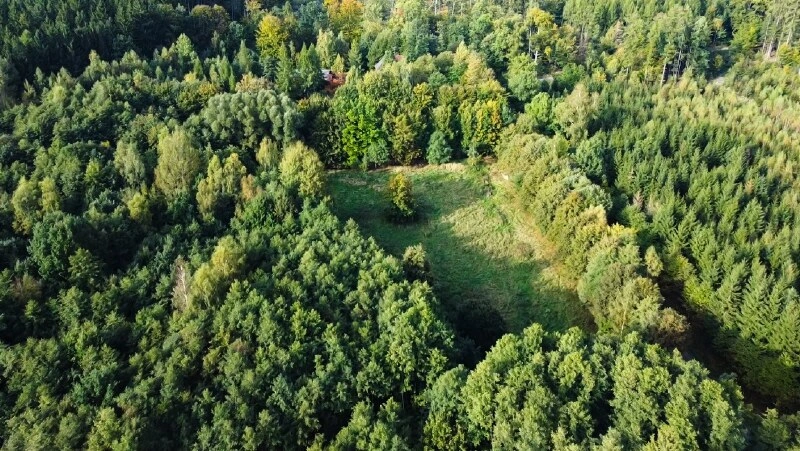 Ihre Wiese im Wald (2)