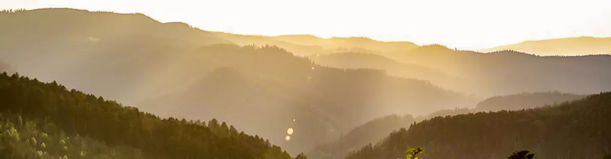 Blackforest.immo
